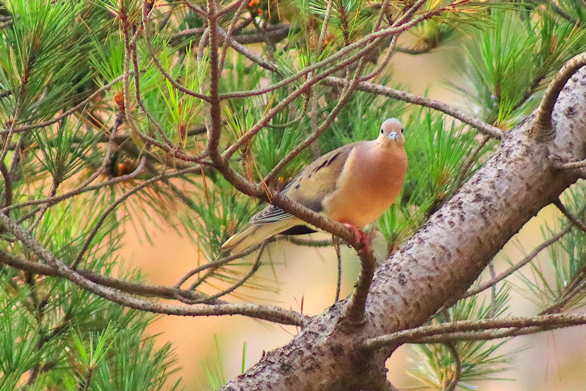 Eared Dove - ML638260664
