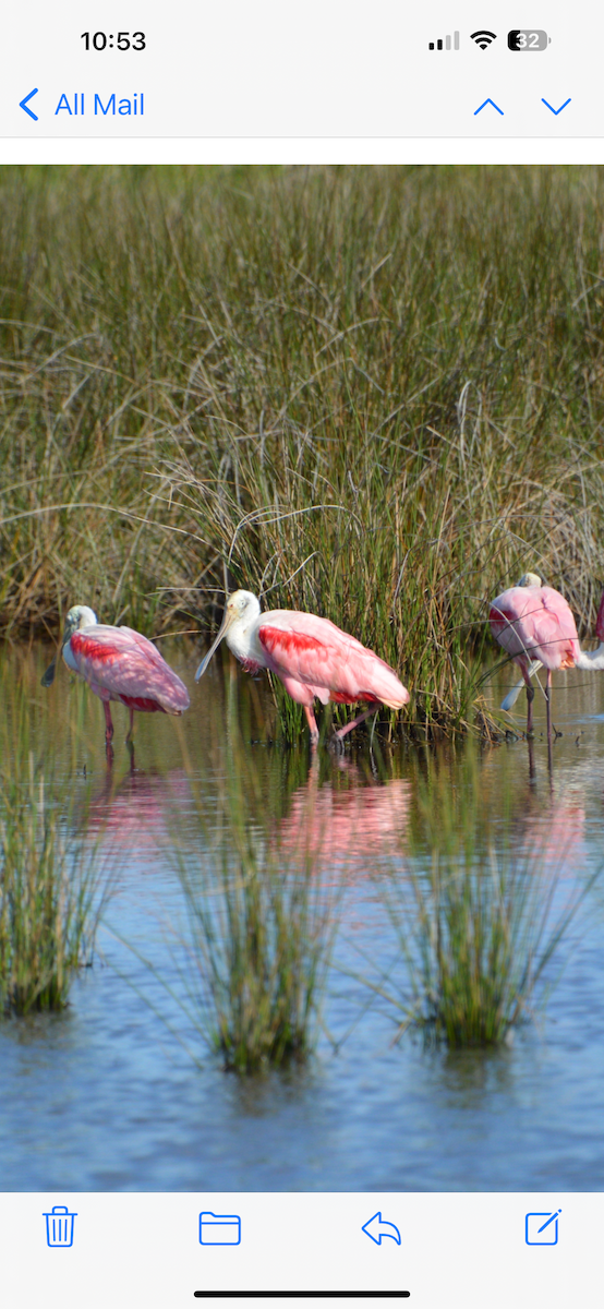 Roseate Spoonbill - ML638260683