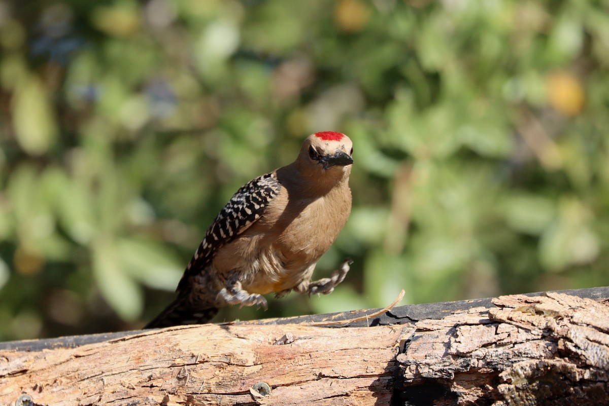 Gila Woodpecker - ML638260689