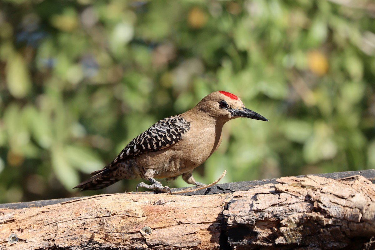 Gila Woodpecker - ML638260690