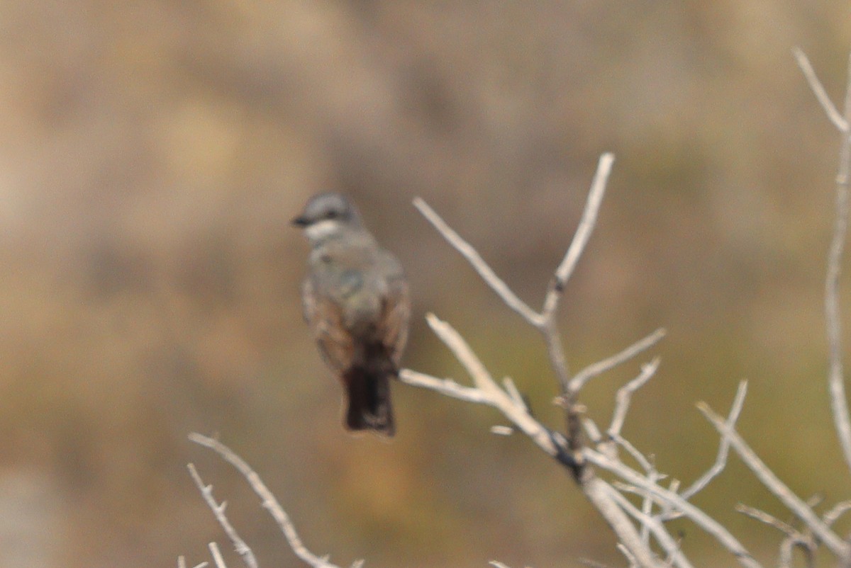 Thick-billed Kingbird - ML638260701