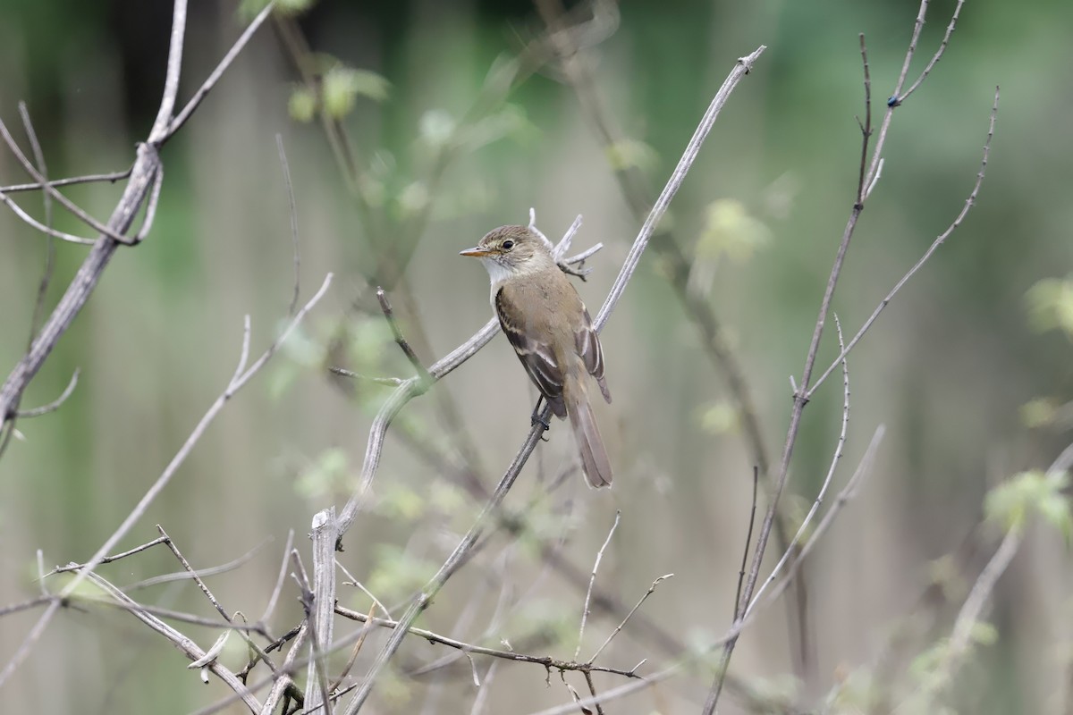 White-throated Flycatcher - ML638260707