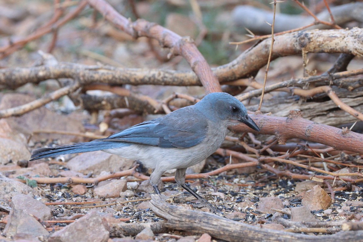 Mexican Jay - ML638260710
