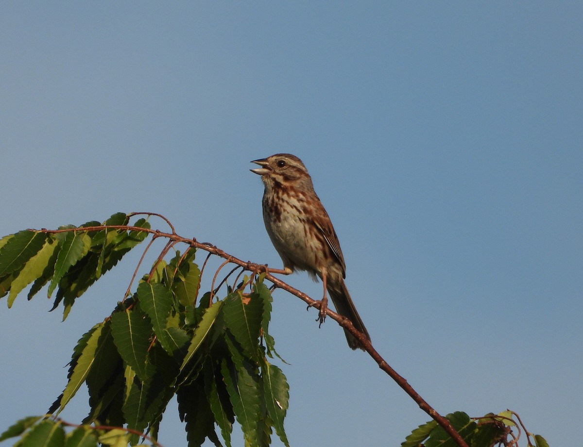 Song Sparrow - ML638260719