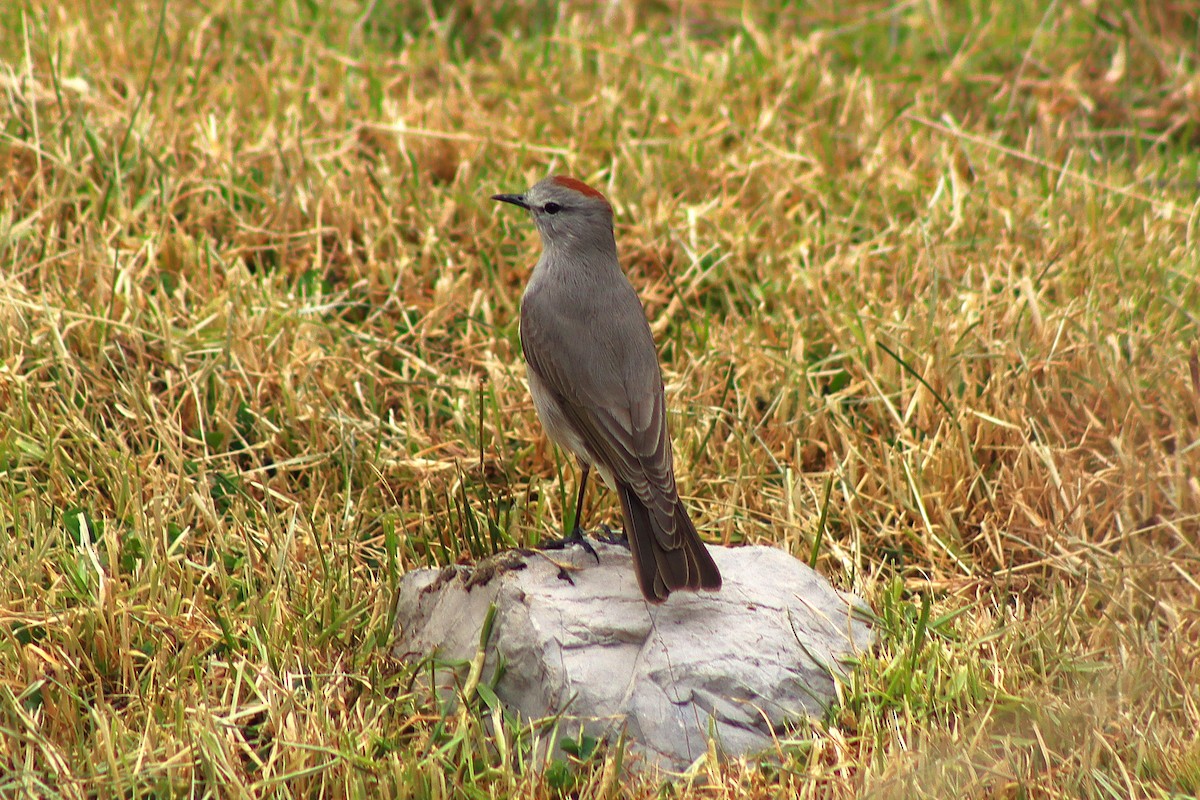 Rufous-naped Ground-Tyrant - ML638260730