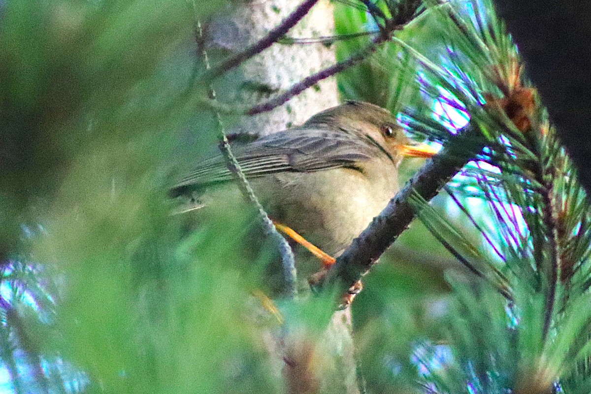 Chiguanco Thrush - ML638260736