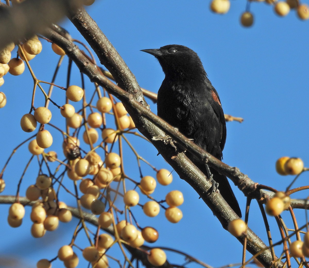Variable Oriole - ML638260740