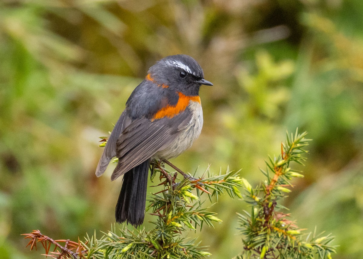 Collared Bush-Robin - ML638260747