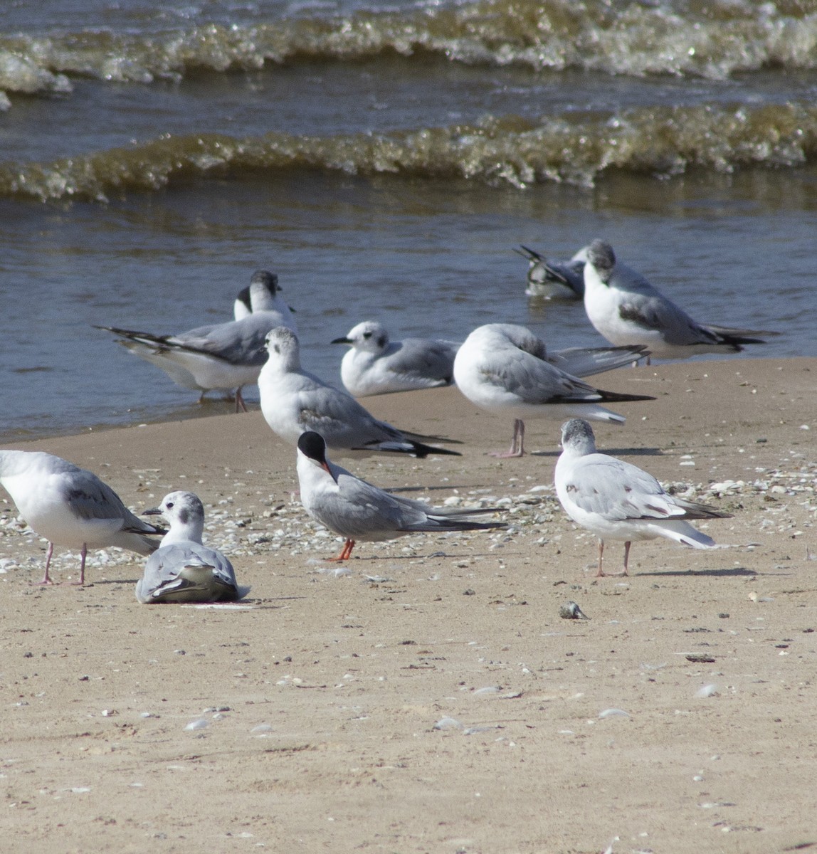 Forster's Tern - ML638260752