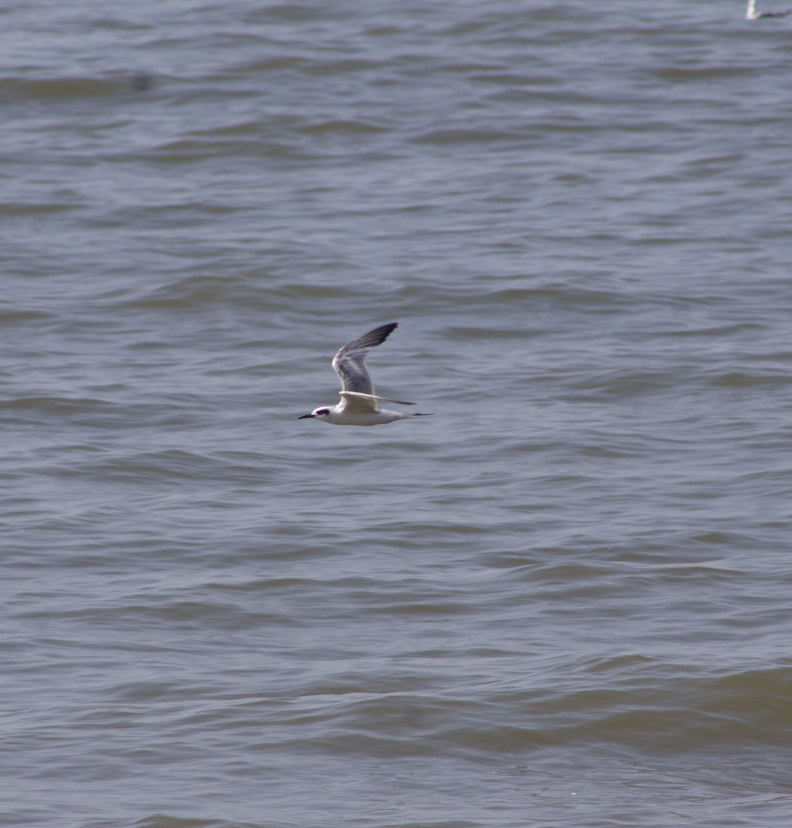 Forster's Tern - ML638260754