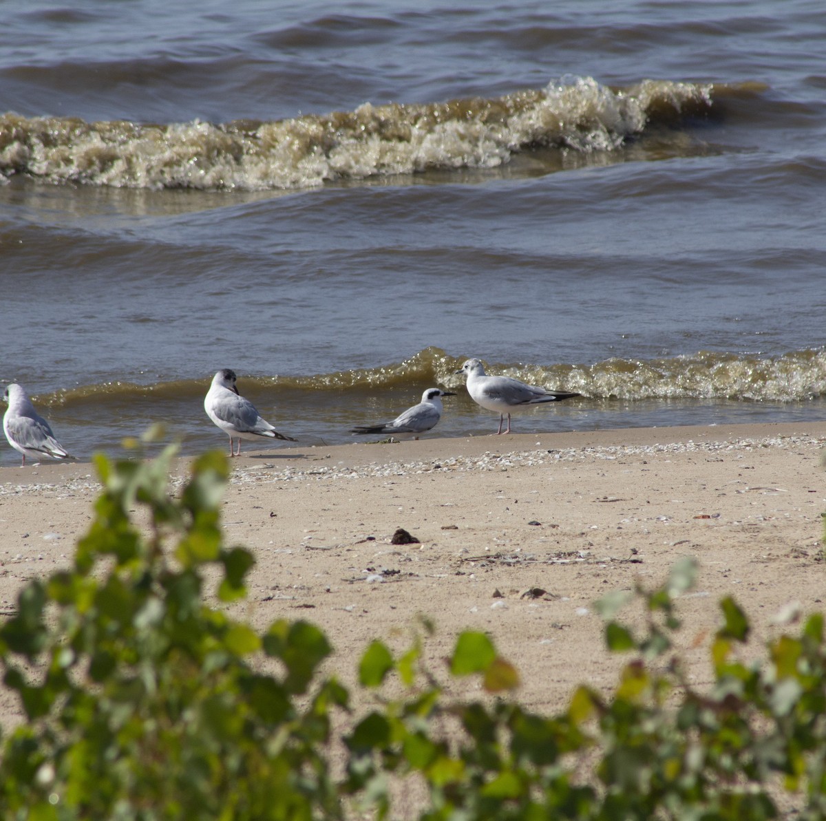 Forster's Tern - ML638260755