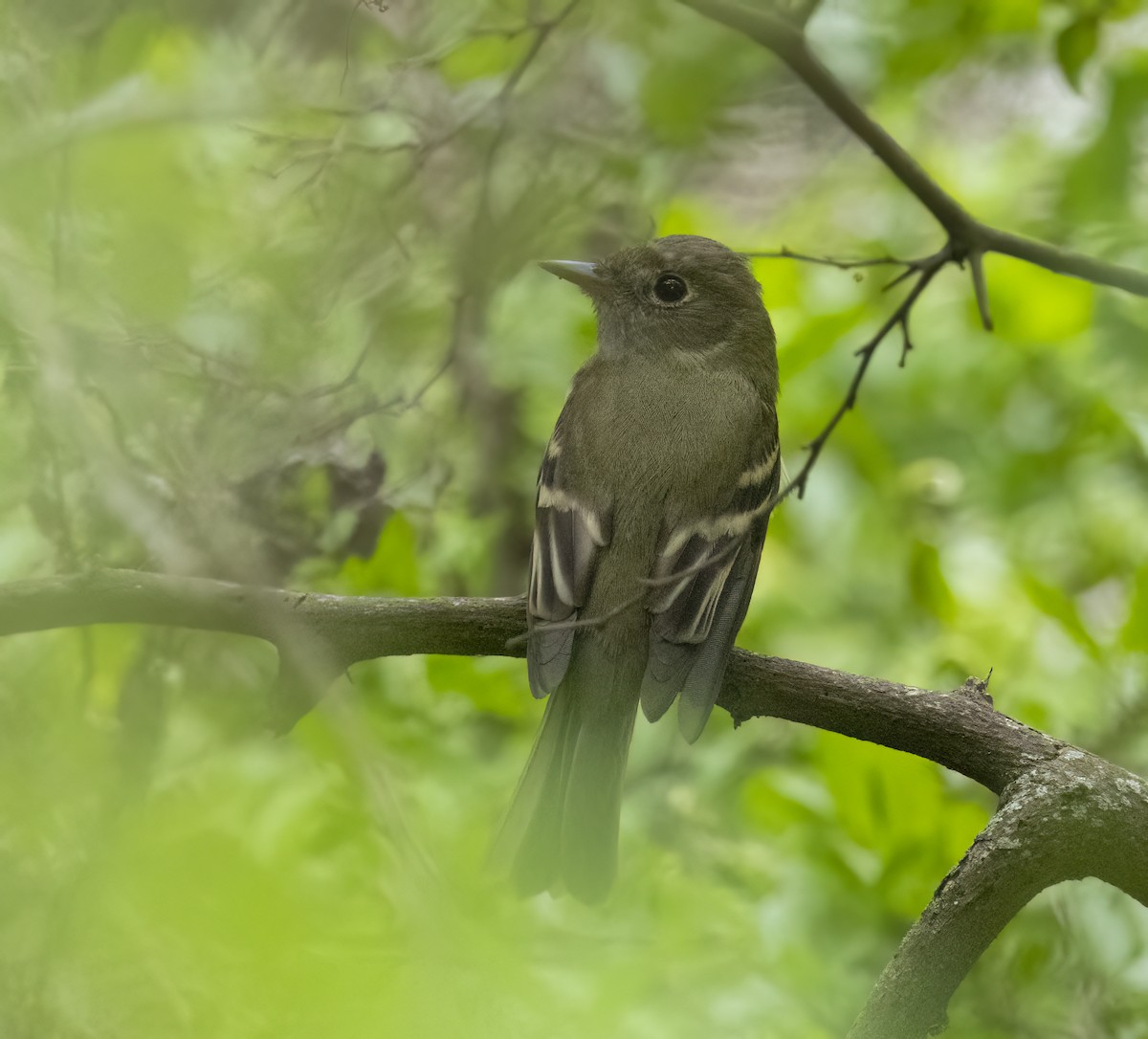 Least Flycatcher - ML638260764