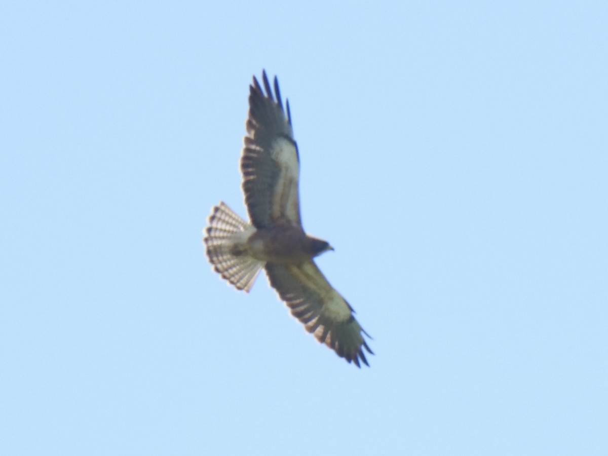 Swainson's Hawk - ML638260768