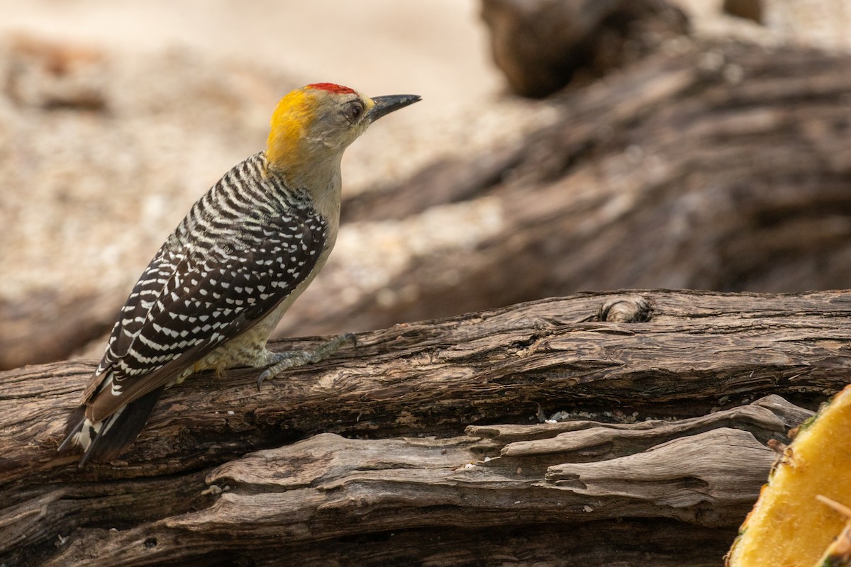 Hoffmann's Woodpecker - ML638260771