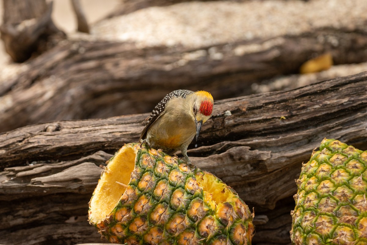 Hoffmann's Woodpecker - ML638260772