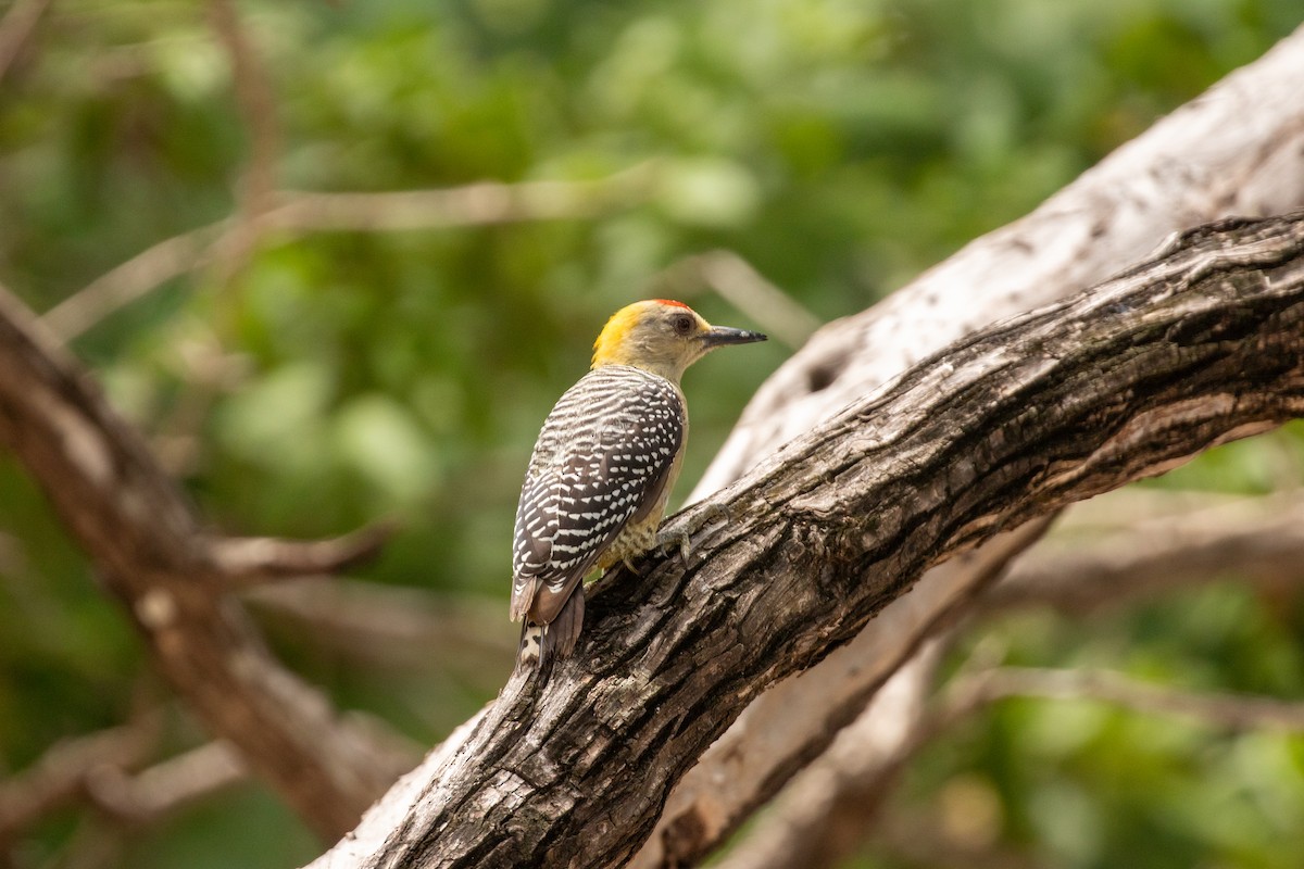 Hoffmann's Woodpecker - ML638260773