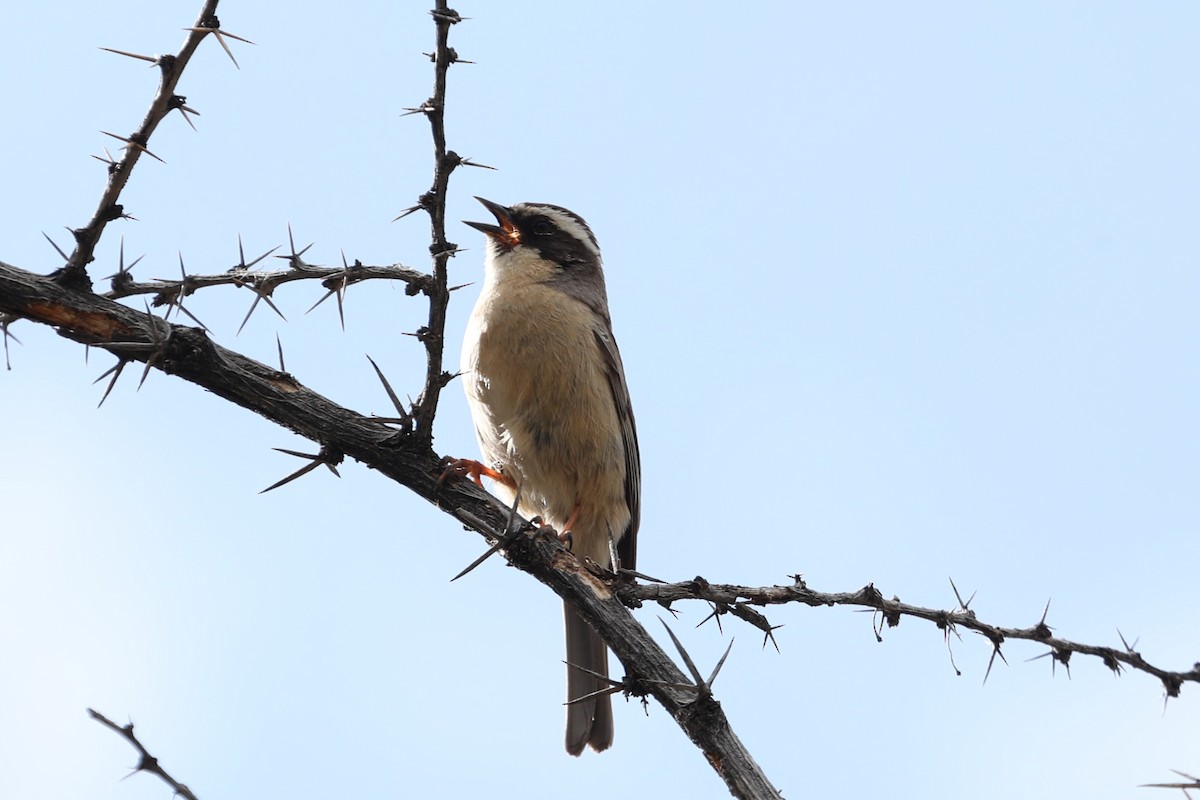 Brown Accentor - ML638260774