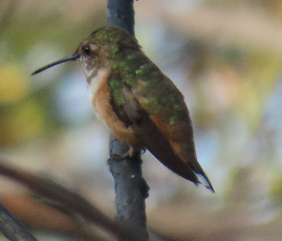 Allen's Hummingbird - ML638260793