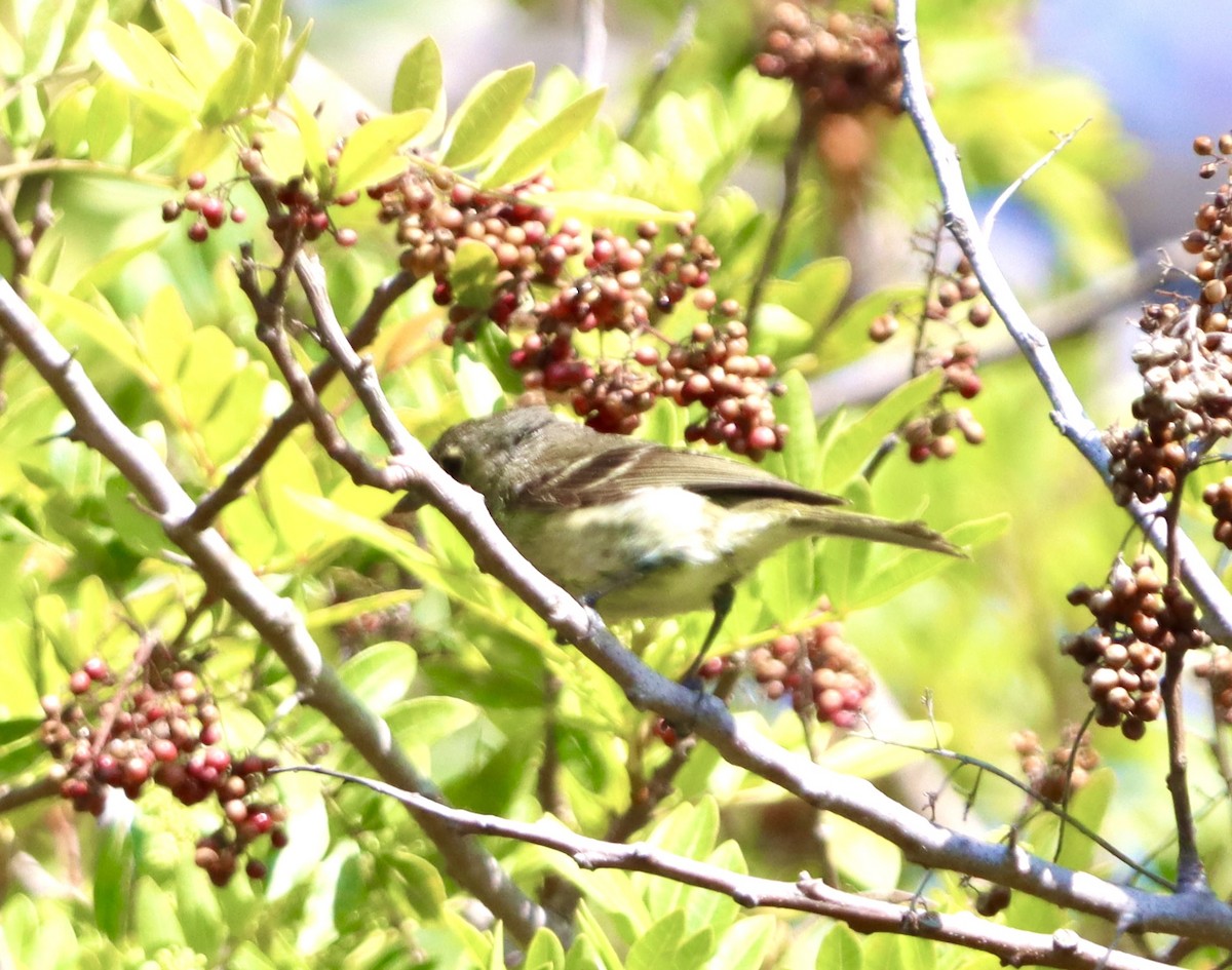 Hutton's Vireo - ML638260811