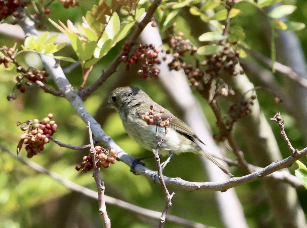 Hutton's Vireo - ML638260812