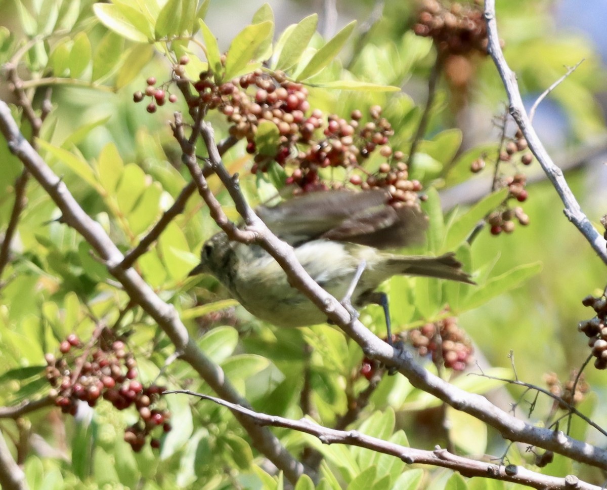 Hutton's Vireo - ML638260813