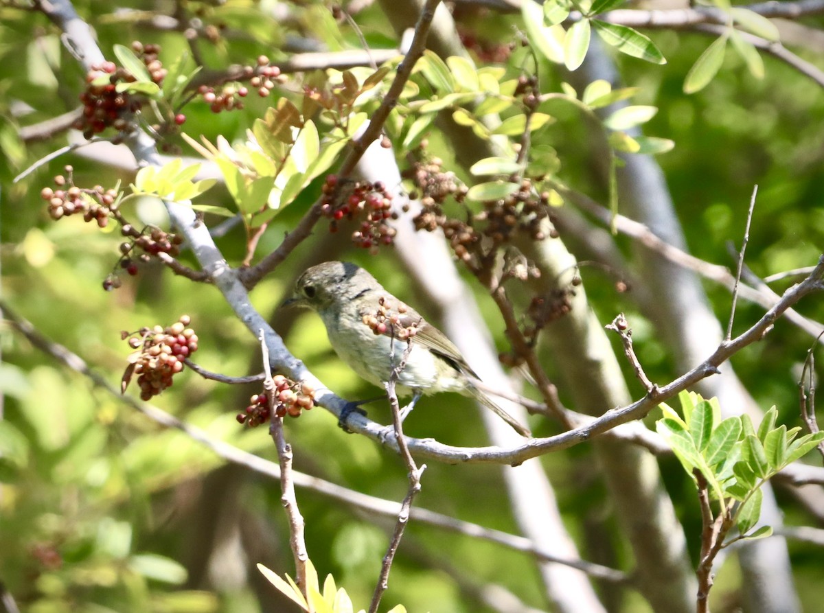 Hutton's Vireo - ML638260814