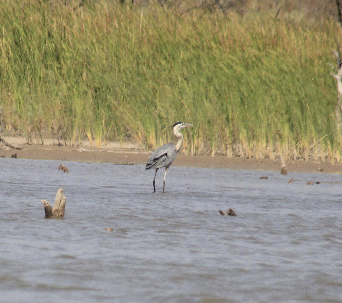 Garza Azulada - ML638260827