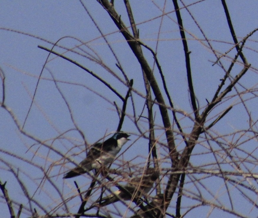 Golondrina Bicolor - ML638260838