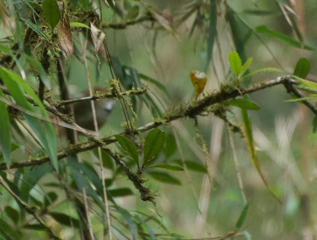 Golden Parrotbill - ML638260841