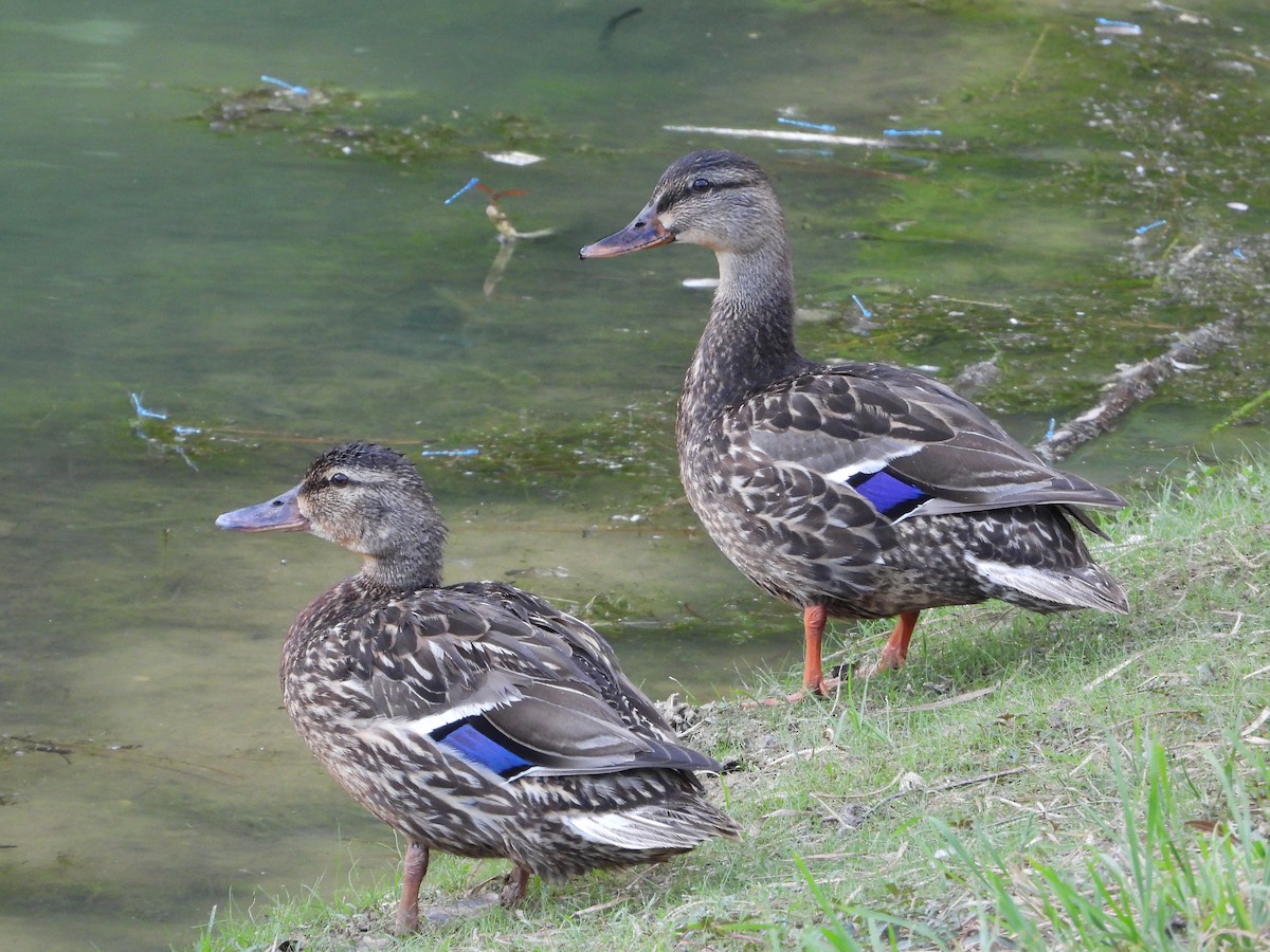 Mallard - ML638260847