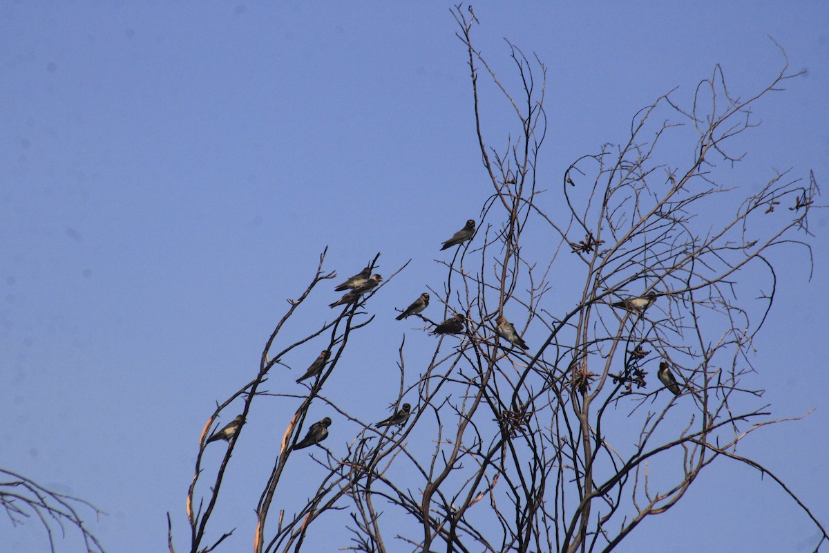Golondrina Risquera - ML638260848