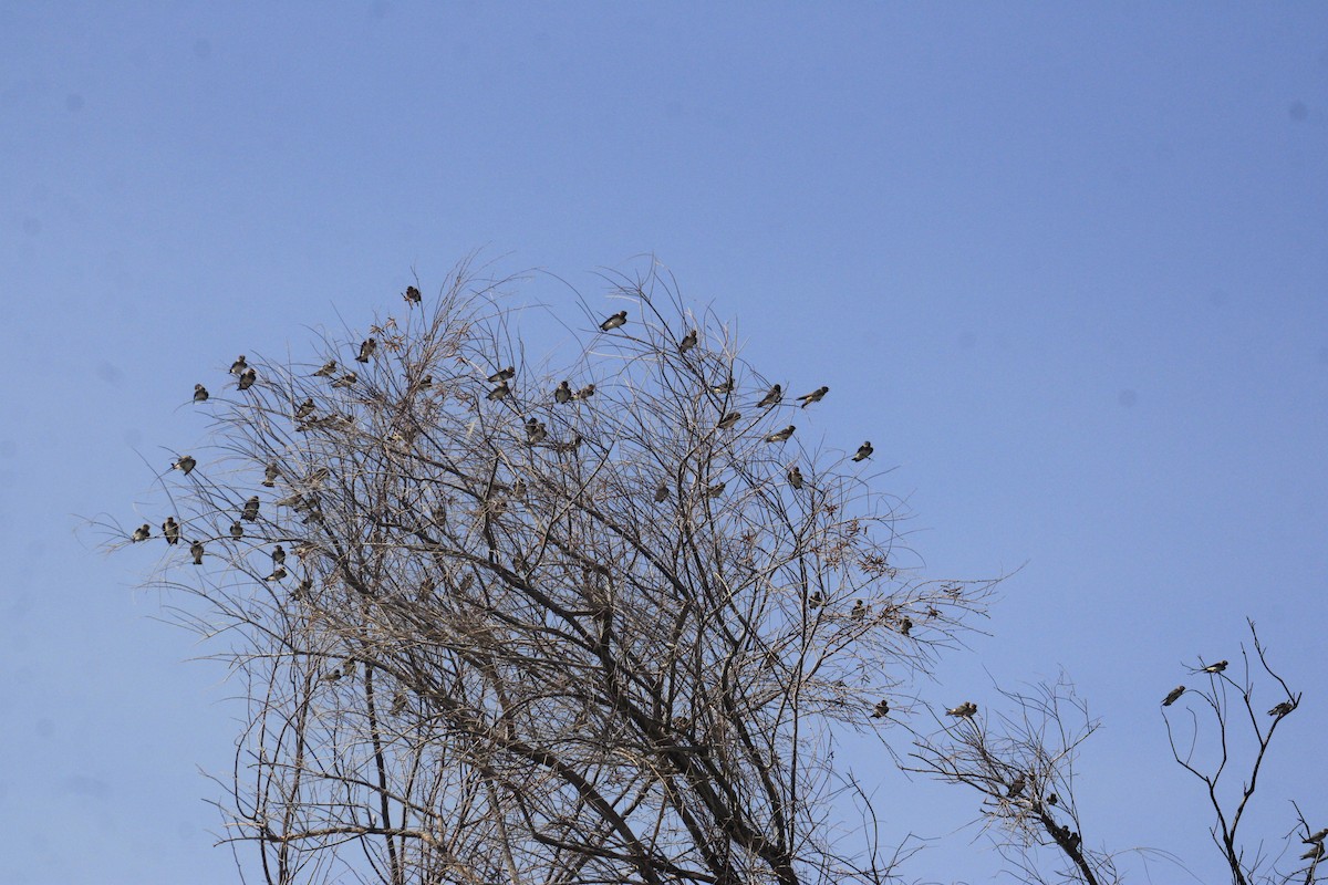 Golondrina Risquera - ML638260849