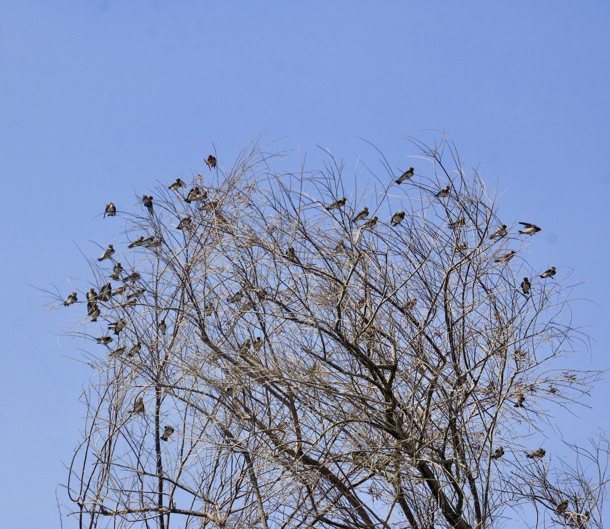 Golondrina Risquera - ML638260850