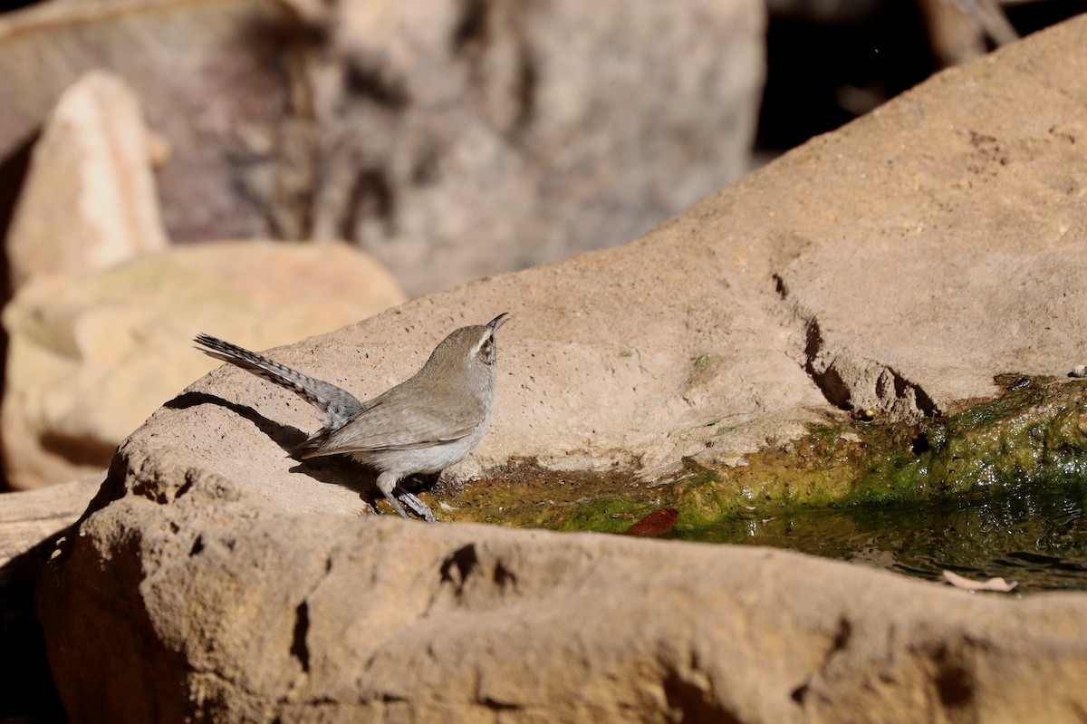 Bewick's Wren - ML638260851