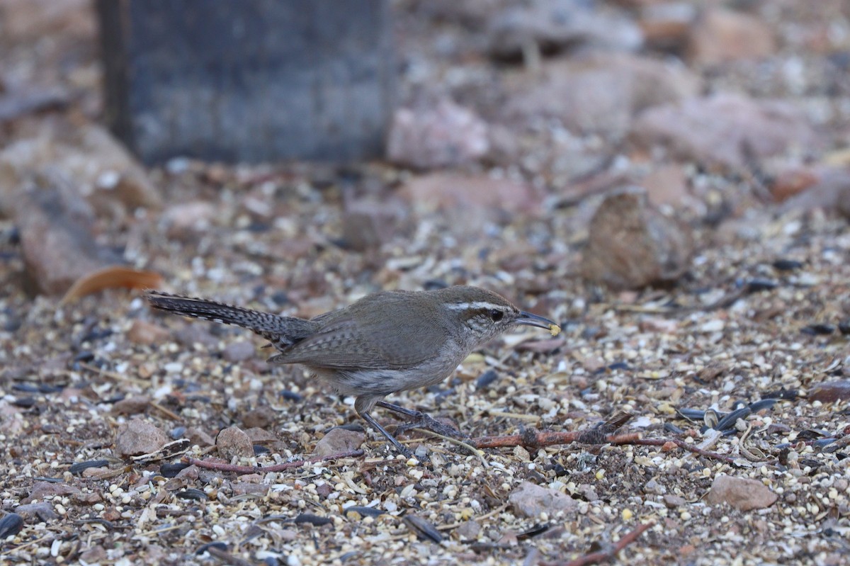 Bewick's Wren - ML638260852