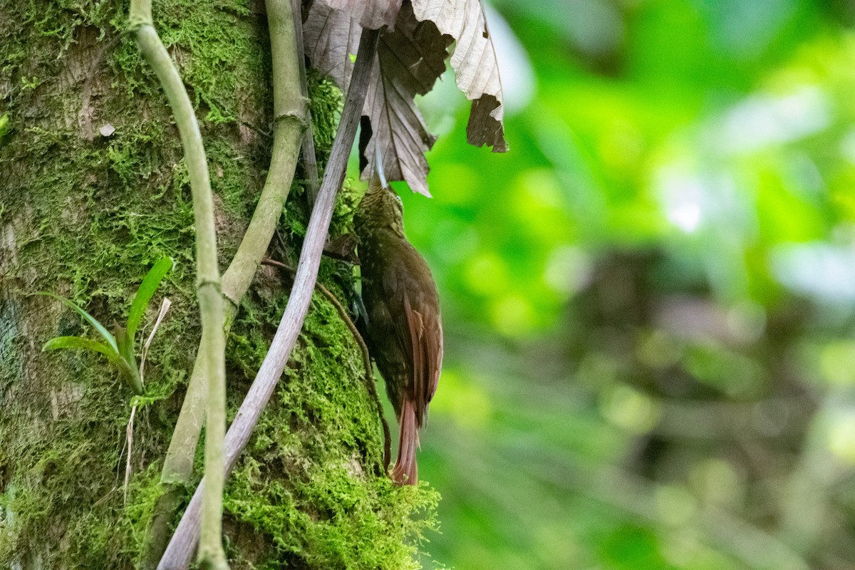Spotted Woodcreeper - ML638260854