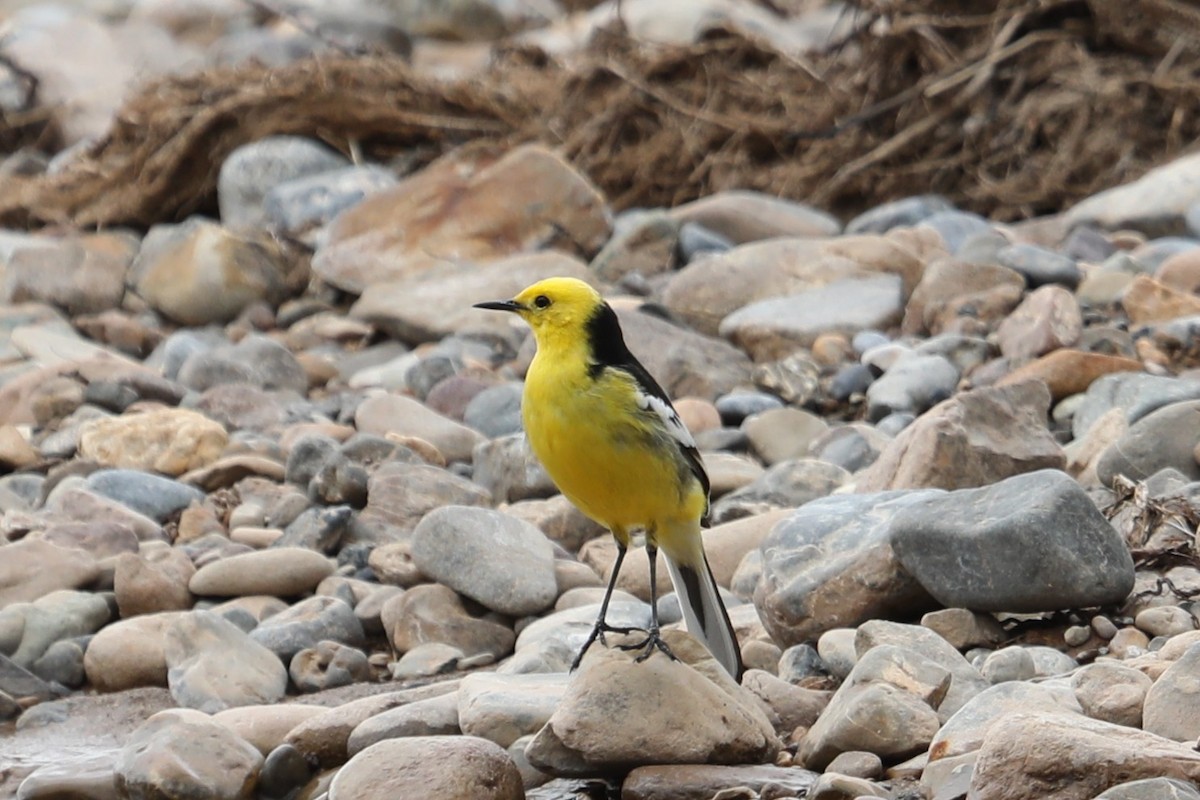 Citrine Wagtail (Black-backed) - ML638260855