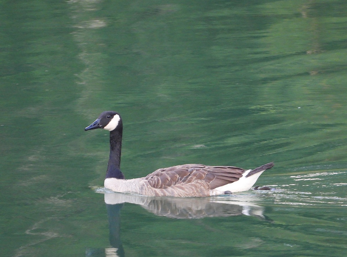 Canada Goose - ML638260856