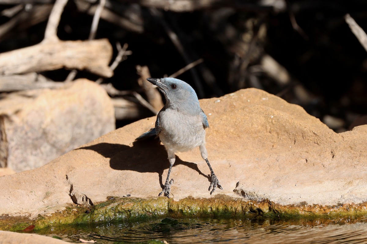 Mexican Jay - ML638260861