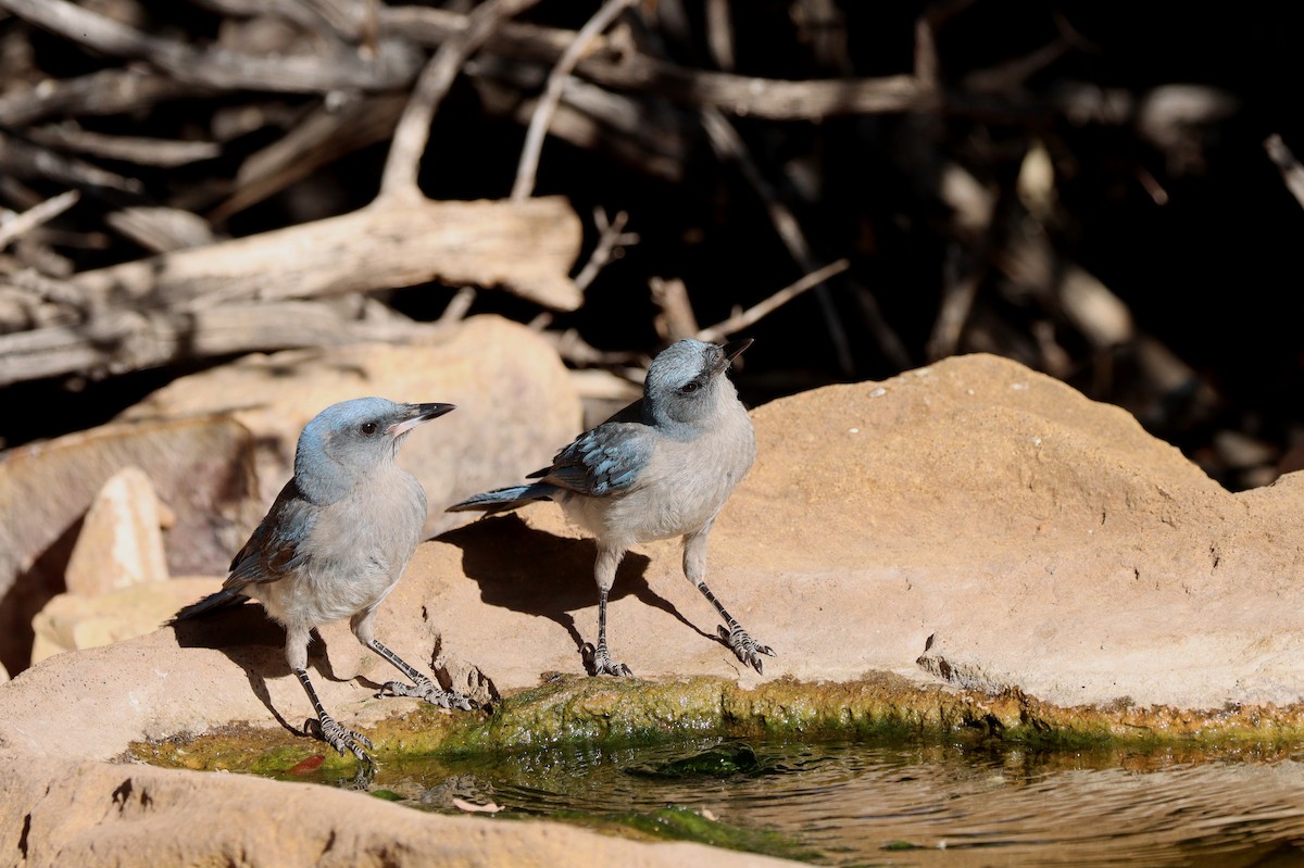 Mexican Jay - ML638260862