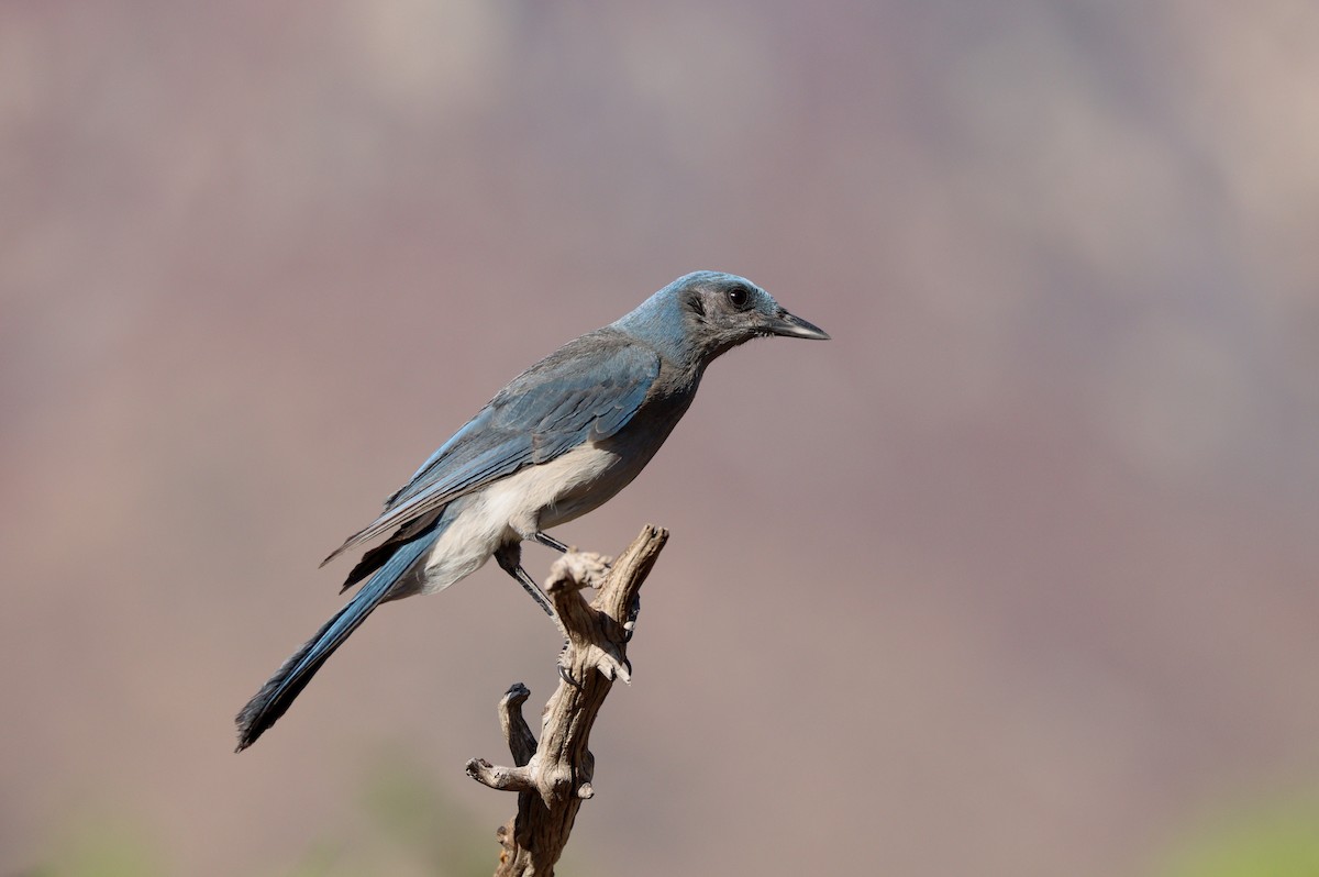Mexican Jay - ML638260863
