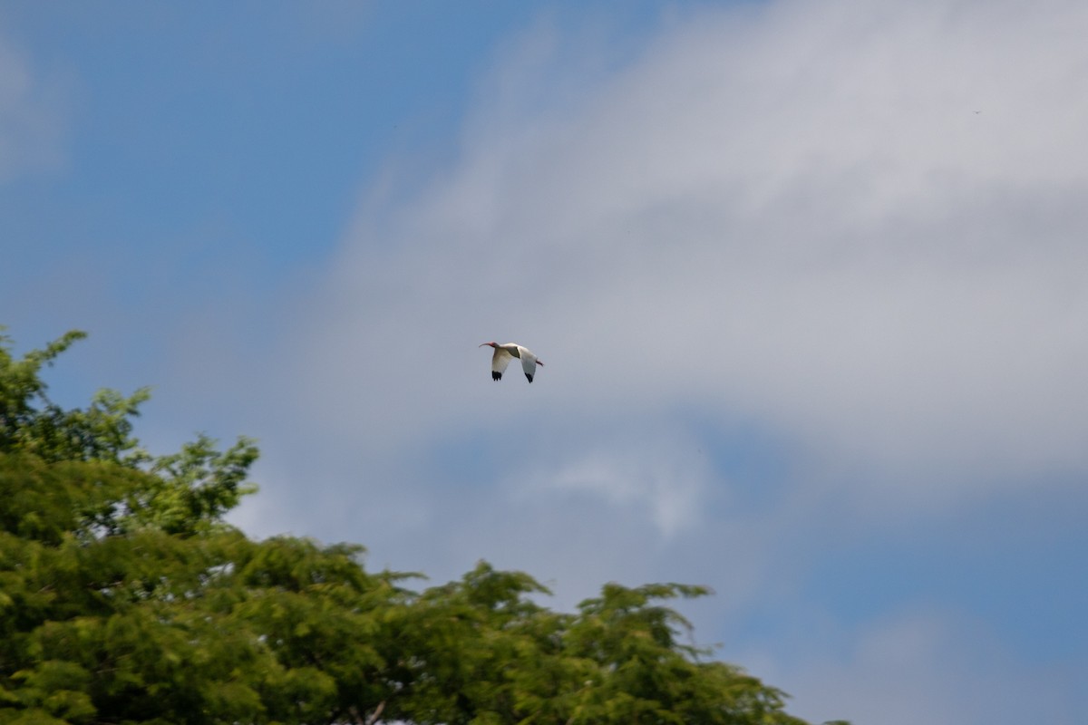White Ibis - ML638260865