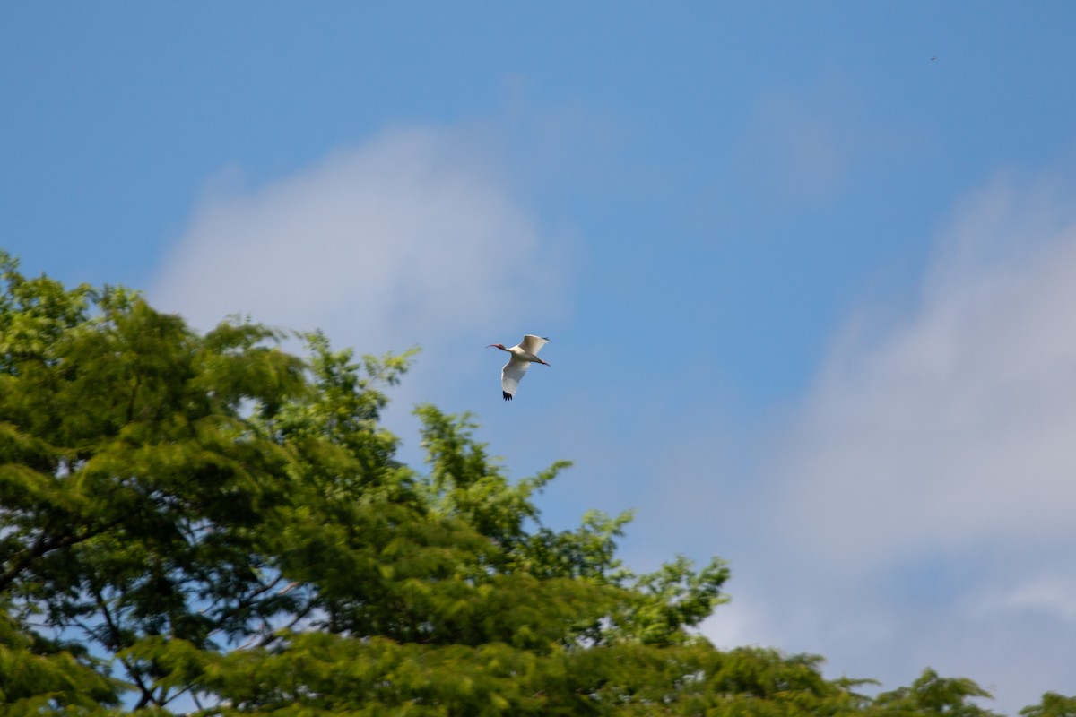 White Ibis - ML638260867