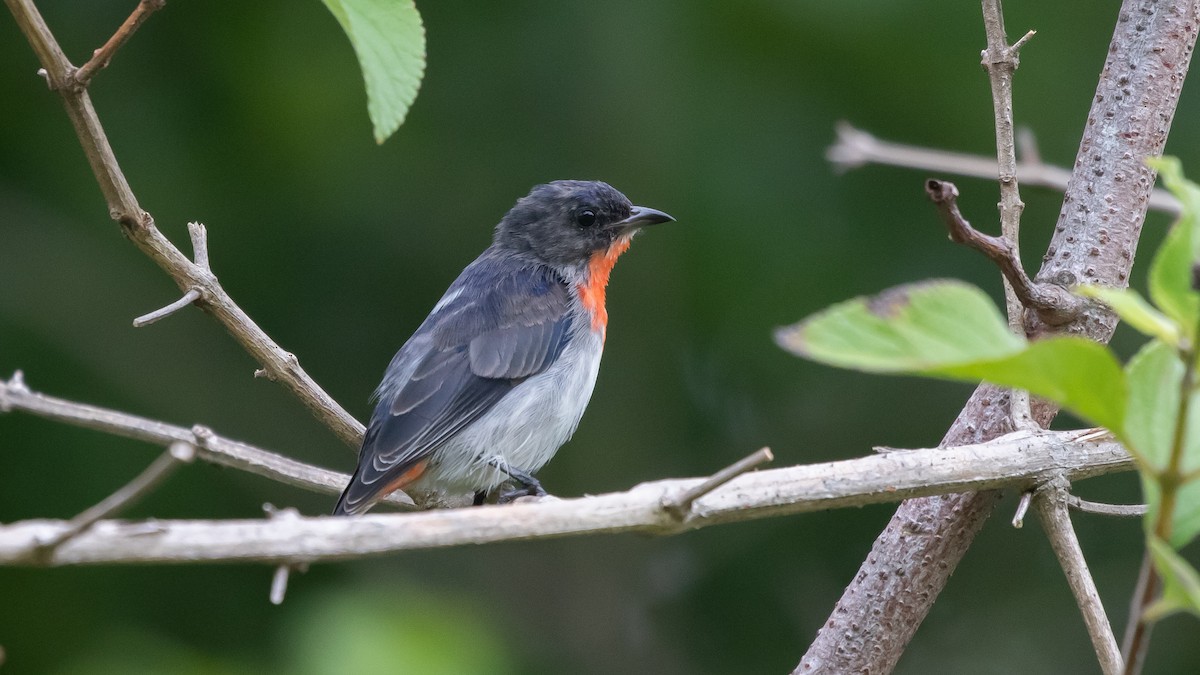 Mistletoebird - ML638260871