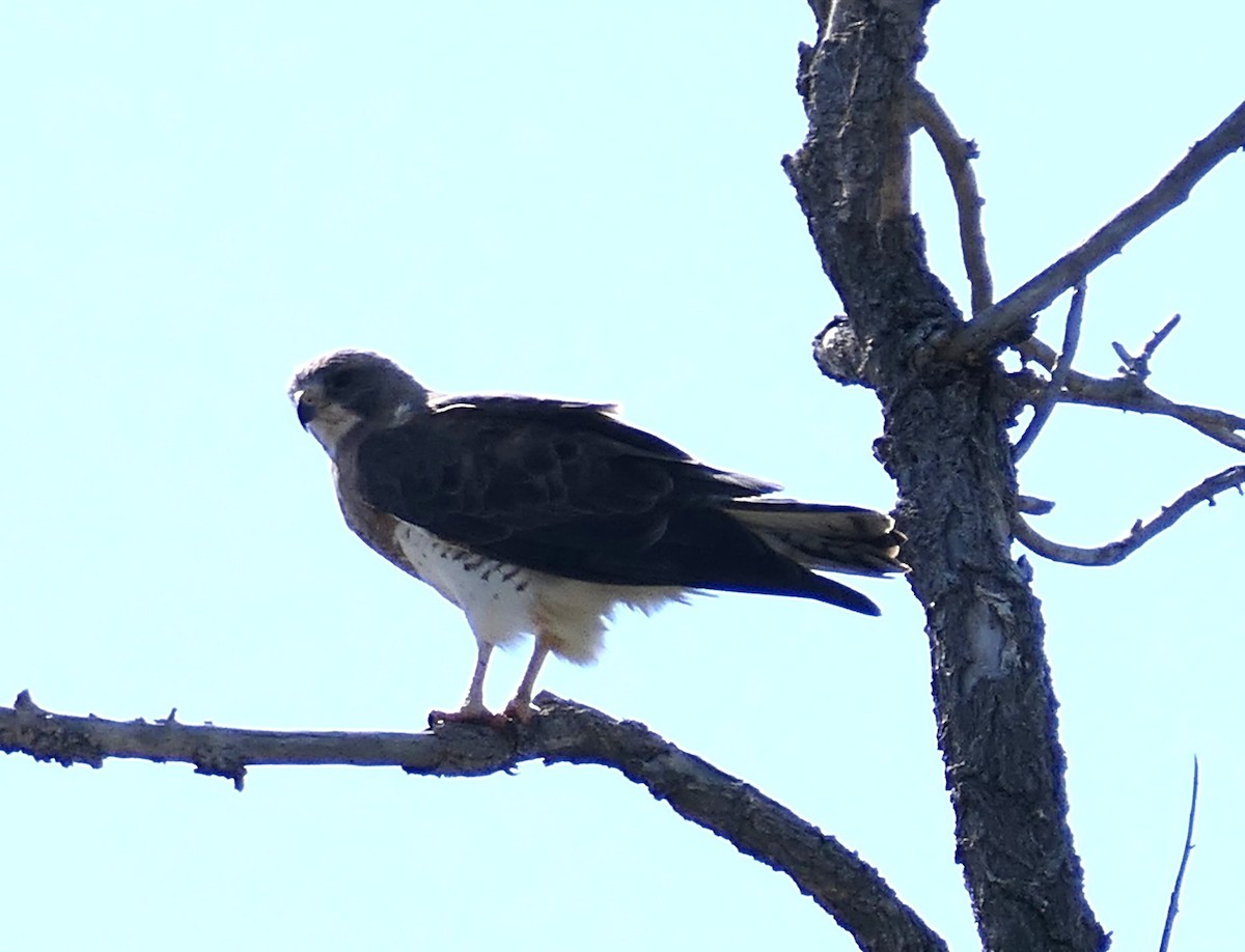 Swainson's Hawk - ML638260875