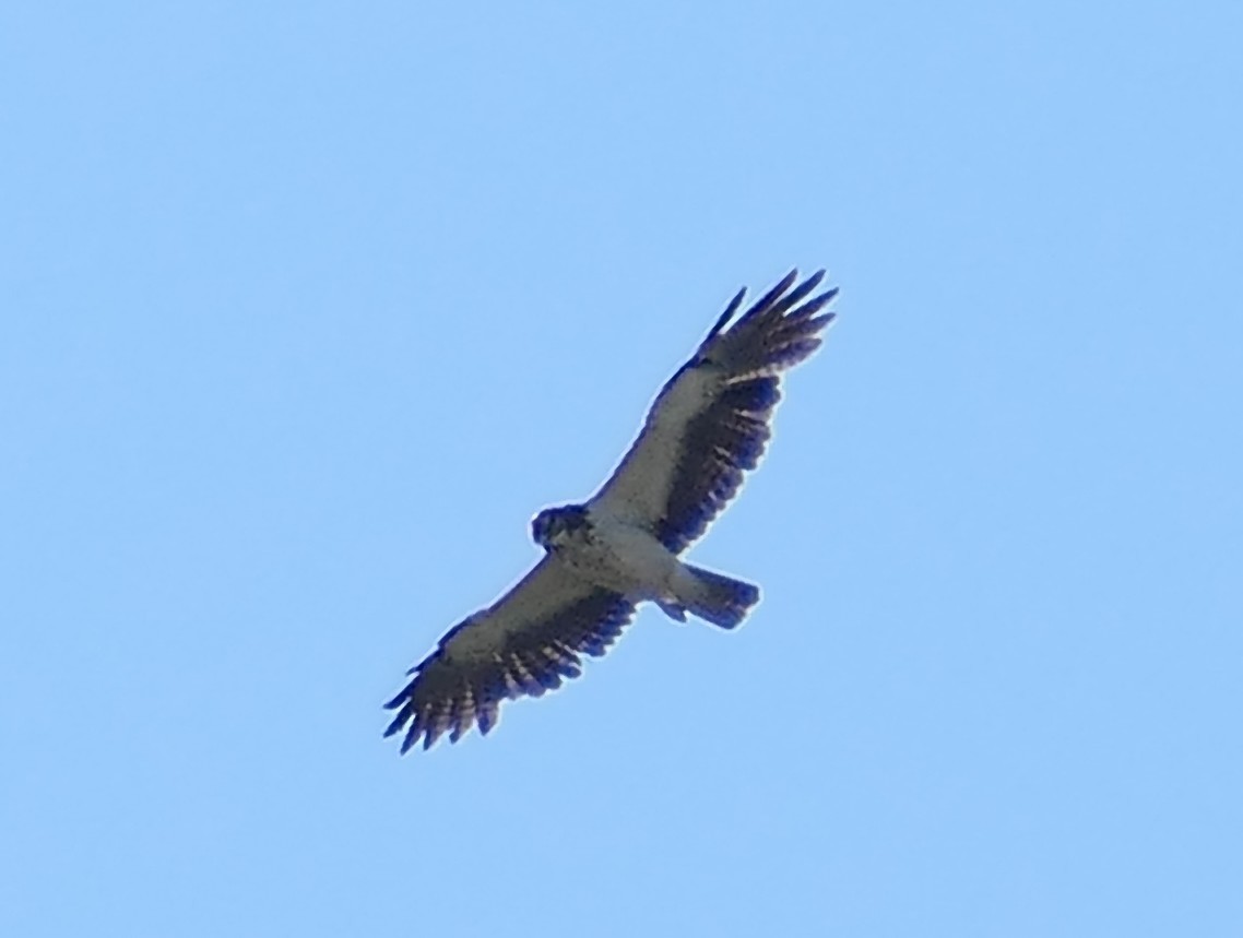 Swainson's Hawk - ML638260884