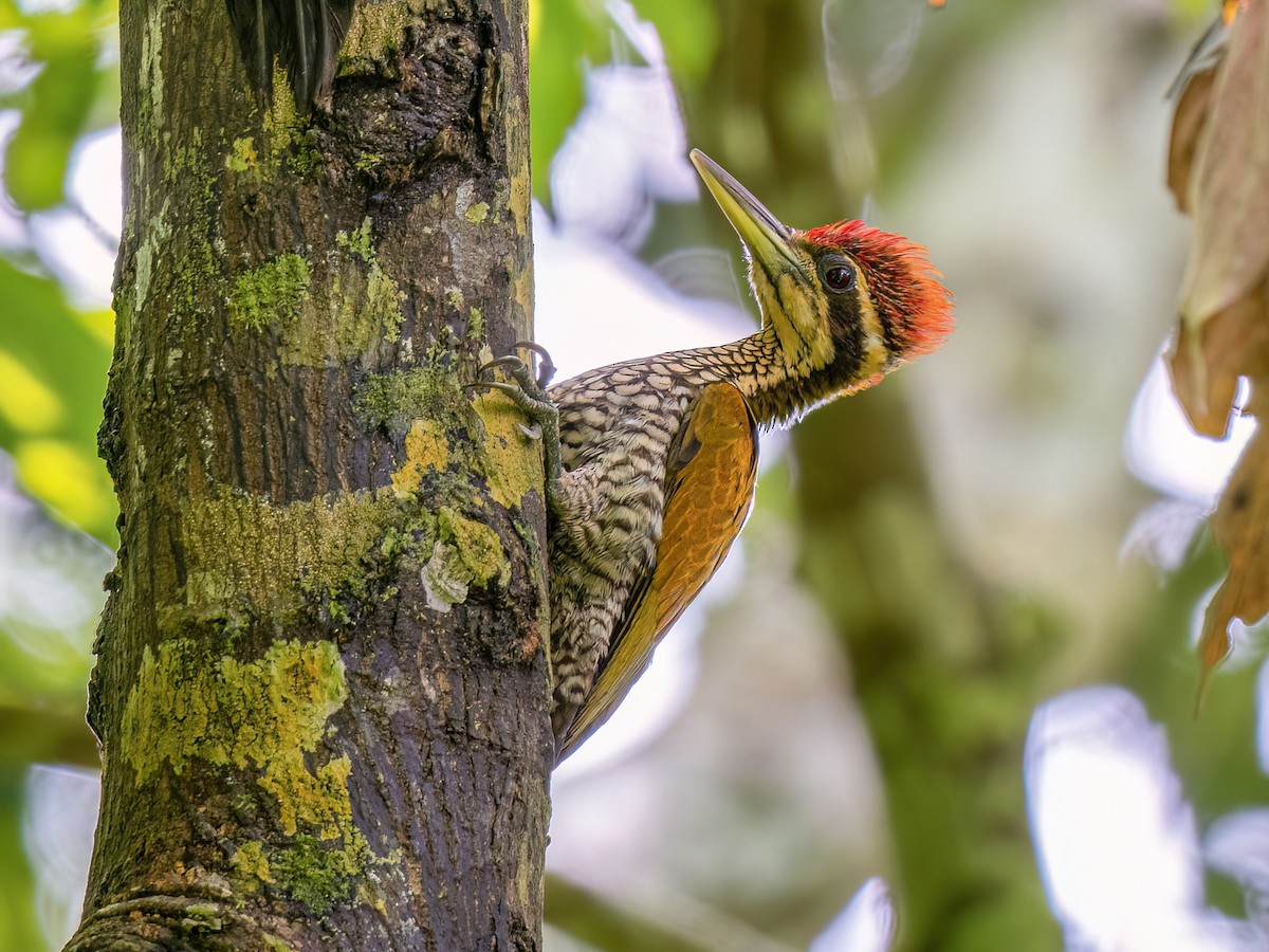 Javan Flameback - Chrysocolaptes strictus - Birds of the World
