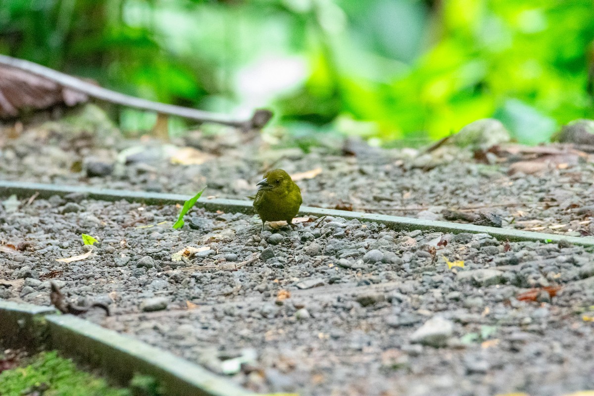 Carmiol's Tanager - ML638260891