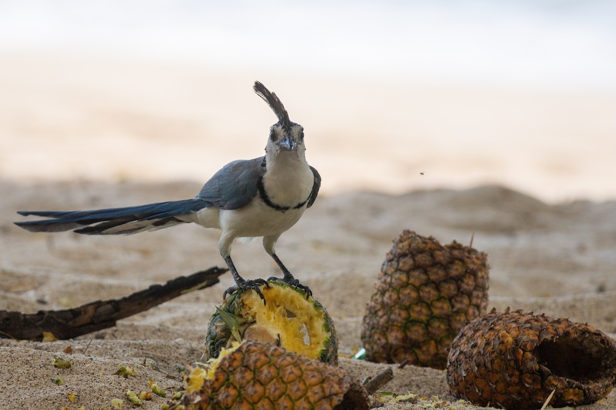 White-throated Magpie-Jay - ML638260892