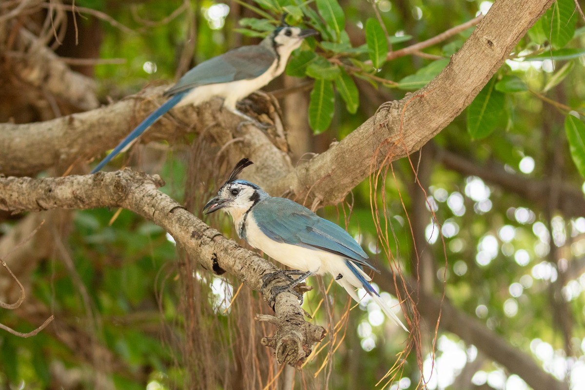 White-throated Magpie-Jay - ML638260894